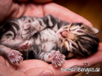 Bengalkatze marbled